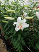 [5271 Siberia MAK No01.JPG]